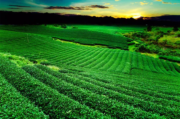 Piantagione di tè altopiani Mocchau in Vietnam . — Foto Stock