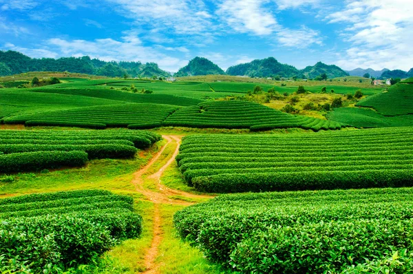 Thee plantage Mocchau hooglanden in Vietnam. — Stockfoto