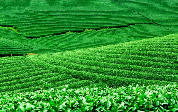 Çay plantasyon Mocchau dağlarında Vietnam. — Stok fotoğraf