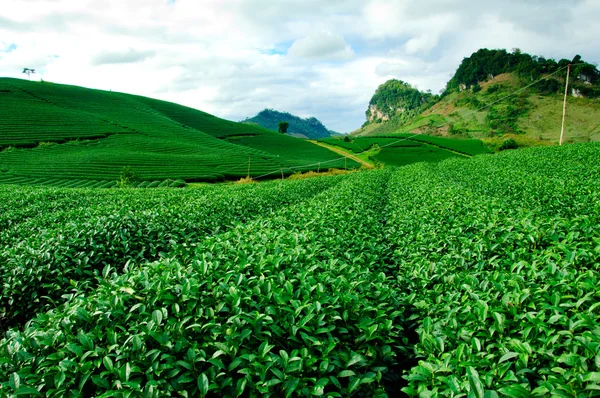 在越南茶种植园 Mocchau 高地. — 图库照片