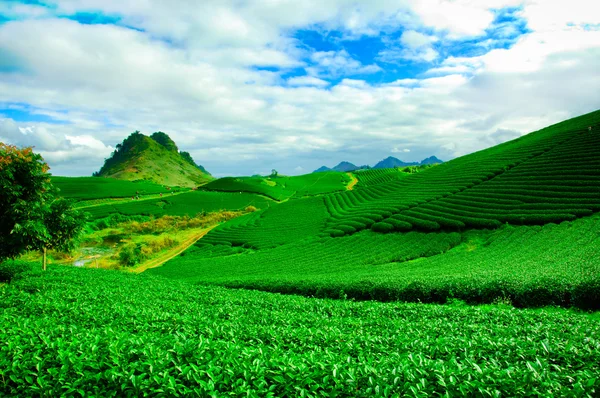 Teeplantage Mocchau-Hochland in Vietnam. — Stockfoto