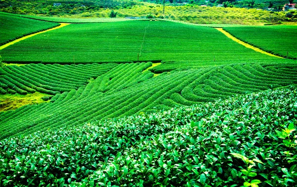 在越南茶种植园 Mocchau 高地. — 图库照片