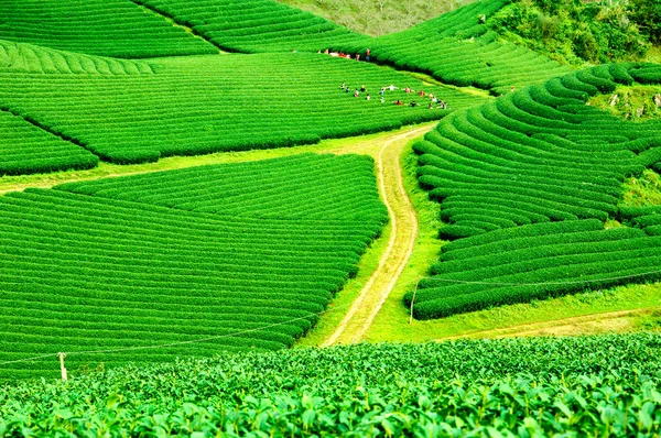 Thee plantage Mocchau hooglanden in Vietnam. — Stockfoto