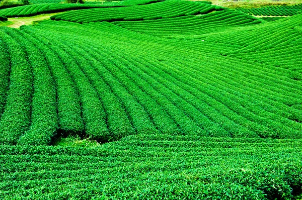 Чайні плантації Mocchau нагір'я у В'єтнамі. — стокове фото