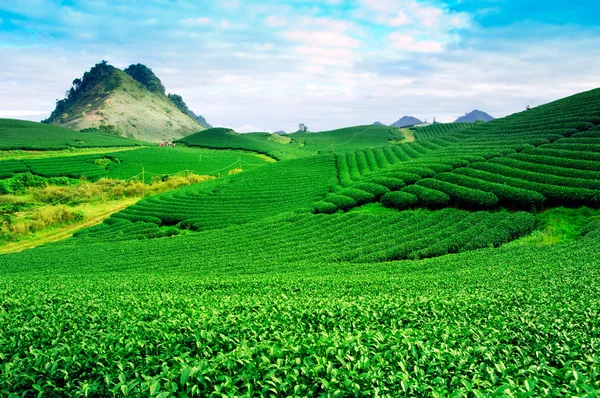 Thee plantage Mocchau hooglanden in Vietnam. — Stockfoto