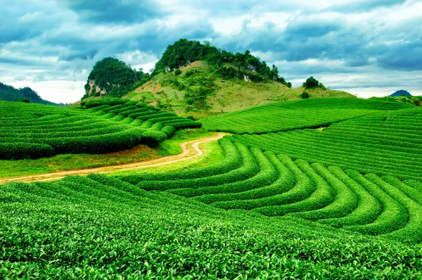 Plantación de té Tierras altas de Mocchau en Vietnam . —  Fotos de Stock