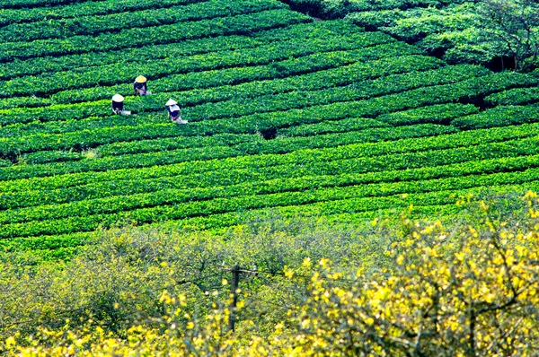 Τσάι φυτεία Mocchau υψίπεδα του Βιετνάμ. — Φωτογραφία Αρχείου