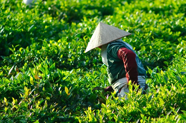 农民收集茶树叶露台绿茶领域在 Moc 洲高地，2013 年 11 月 27 日在越南北部. — 图库照片