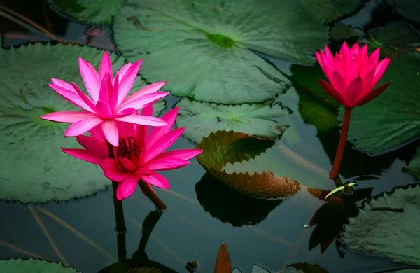 A beautiful waterlily lotus flower — Stock Photo, Image