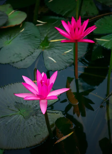 Прекрасный цветок лотоса — стоковое фото