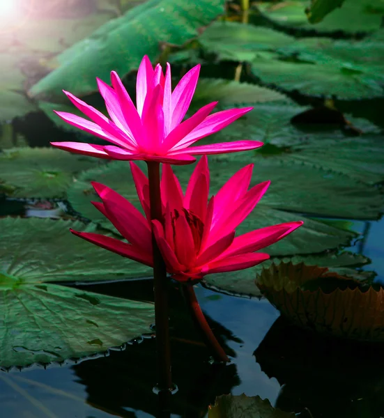 A beautiful waterlily lotus flower — Stock Photo, Image
