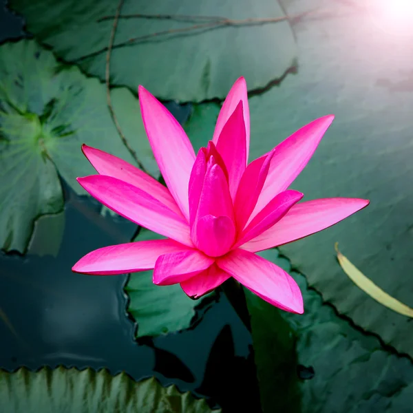 En vacker näckros lotusblomma — Stockfoto
