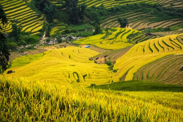 Câmpuri de orez pe terasa LaoCai, Vietnam . — Fotografie, imagine de stoc