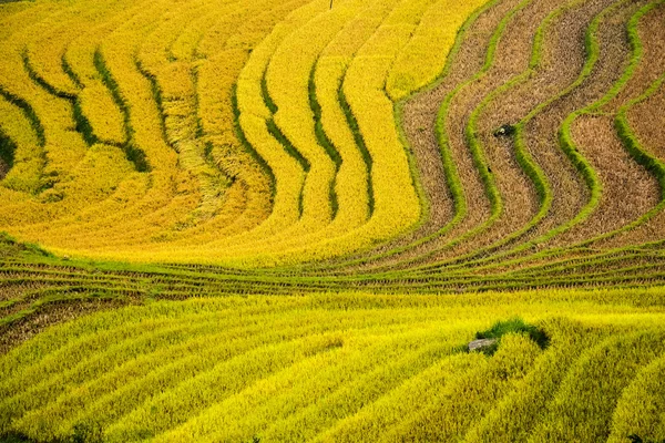 Тераси рисових полів на Laocai, В'єтнам. — стокове фото