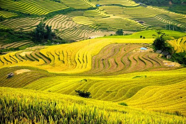 Тераси рисових полів на Laocai, В'єтнам. — стокове фото