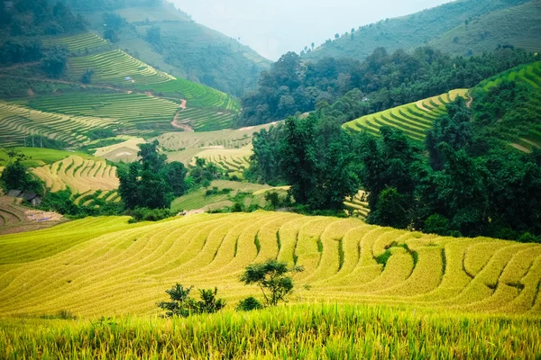 Райсовые поля на террасе ЛаоКай, Вьетнам . — стоковое фото