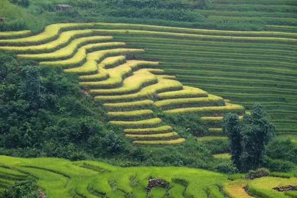 Risfälten på radhus i Laocai, Vietnam. — Stockfoto