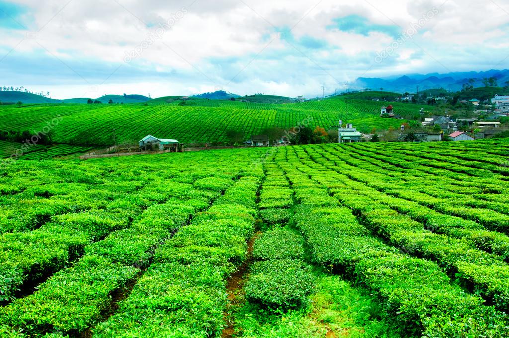 Tea plantation Mocchau highlands, Son la, Vietnam