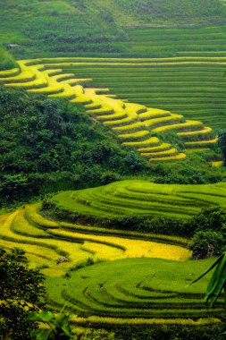 Laocai, Vietnam pirinç tarlaları teraslı.