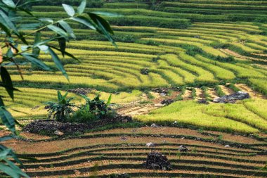 Laocai, Vietnam pirinç tarlaları teraslı.