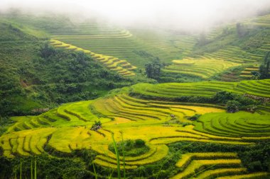 Laocai, Vietnam pirinç tarlaları teraslı.