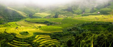 Laocai, Vietnam pirinç tarlaları teraslı.