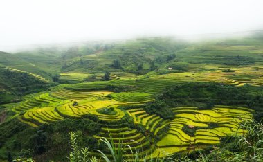 Laocai, Vietnam pirinç tarlaları teraslı.