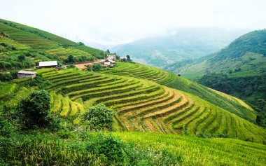 Laocai, Vietnam pirinç tarlaları teraslı.