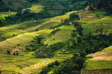Laocai, Vietnam pirinç tarlaları teraslı.