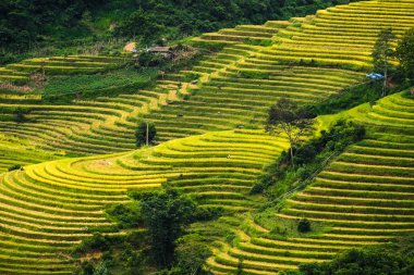 Laocai, Vietnam pirinç tarlaları teraslı.