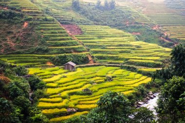 Laocai, Vietnam pirinç tarlaları teraslı.