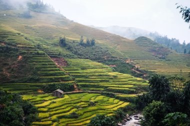 Laocai, Vietnam pirinç tarlaları teraslı.