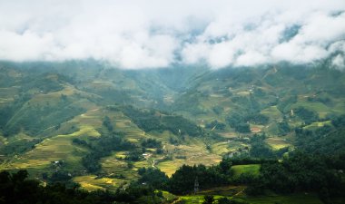 Laocai, Vietnam pirinç tarlaları teraslı.