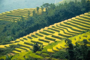 Sapa, Laocai, Vietnam pirinç tarlaları teraslı