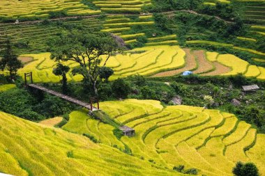 Sapa, Laocai, Vietnam pirinç tarlaları teraslı