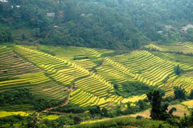 Sapa, Laocai, Vietnam pirinç tarlaları teraslı
