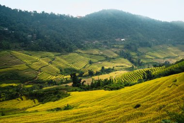 Sapa, Laocai, Vietnam pirinç tarlaları teraslı
