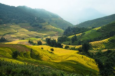 Sapa, Laocai, Vietnam pirinç tarlaları teraslı