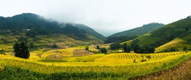 Sapa, Laocai, Vietnam pirinç tarlaları teraslı