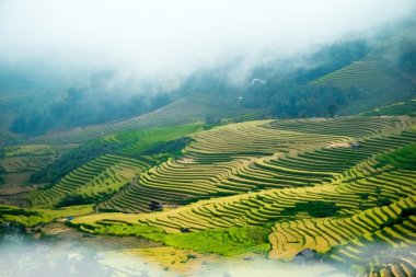 Pirinç üzerinde kuzeybatı Vietnam'Teras alanları