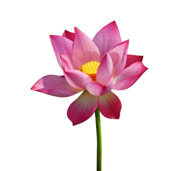 Lotus çiçeği ve nilüfer çiçeği..
