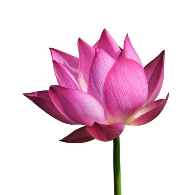 Lotus çiçeği ve nilüfer çiçeği..