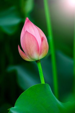 Lotus çiçeği ve nilüfer çiçeği..