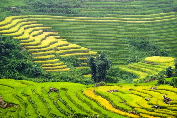 Risfälten på radhus i Laocai, Vietnam. — Stockfoto