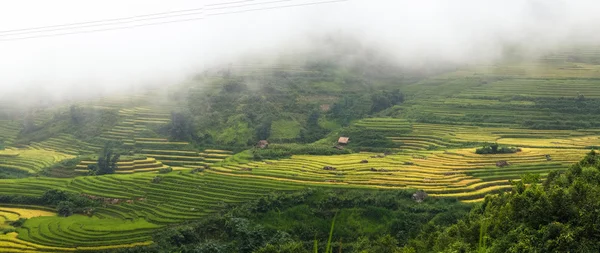 Rizières en terrasses de LaoCai, Vietnam . — Photo