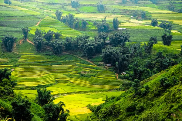 Rizières en terrasses de LaoCai, Vietnam . — Photo