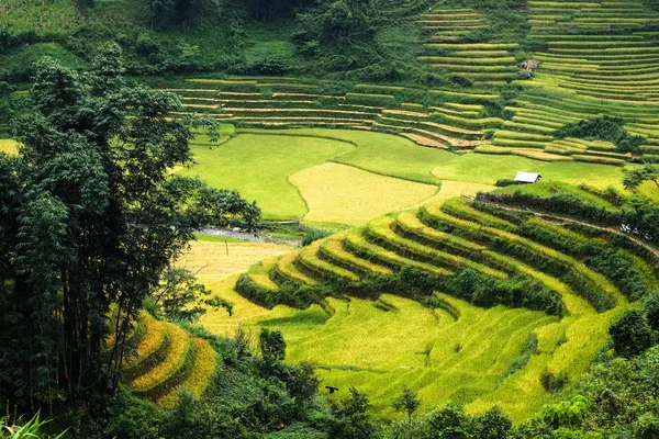 Reisfelder auf Terrassen von laocai, Vietnam. — Stockfoto