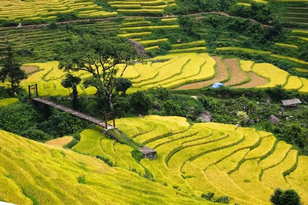 Рисовые поля на террасе Сапа, Лаокай, Вьетнам — стоковое фото