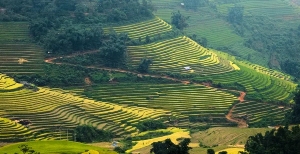 Рисовые поля на террасе Сапа, Лаокай, Вьетнам — стоковое фото