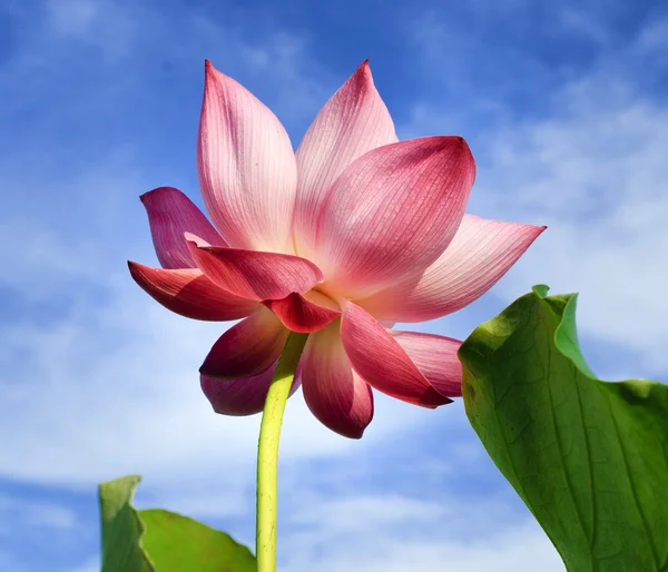 Lotus flower and lotus flower plant. — Stock Photo, Image
